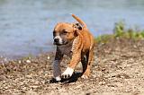 STAFFIE 207